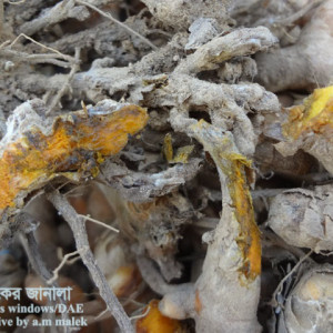 হলুদের কন্দ পচা রোগ